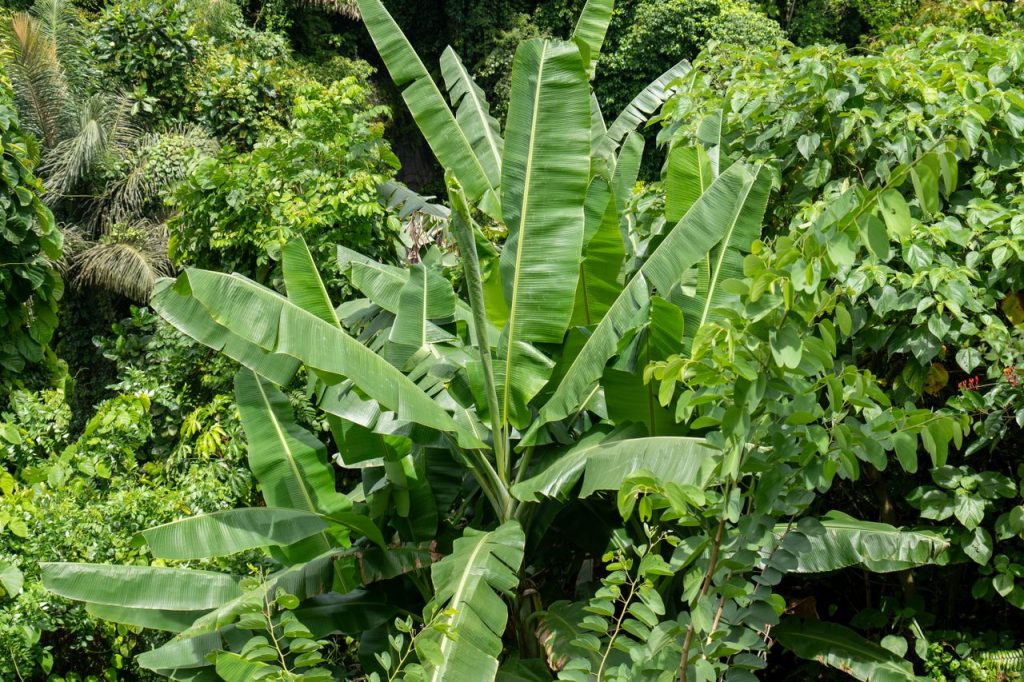 Explore the vibrant jungle foliage of Bali, featuring diverse tropical plant life with banana leaves thriving in the verdant landscape.